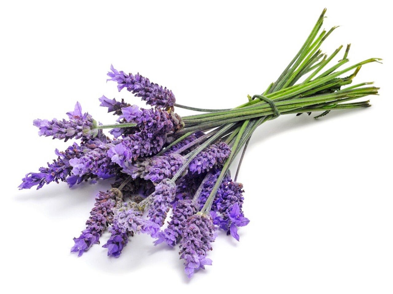 Blooming lavender in soft light